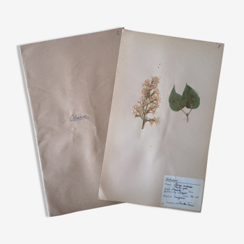 Herbarium - ancient Swedish herbarium board