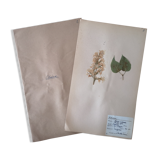 Herbarium - ancient Swedish herbarium board