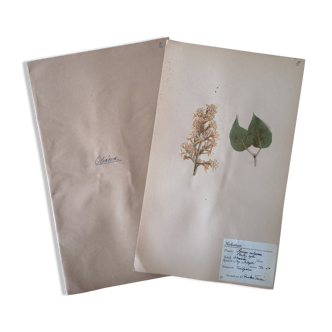 Herbarium - ancient Swedish herbarium board