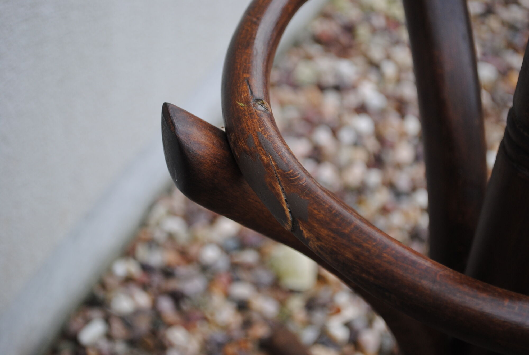 Parrot coat rack wood curved 1950s