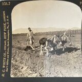 Old photography stereo, stereograph, luxury albumin 1903 Chinese farmer