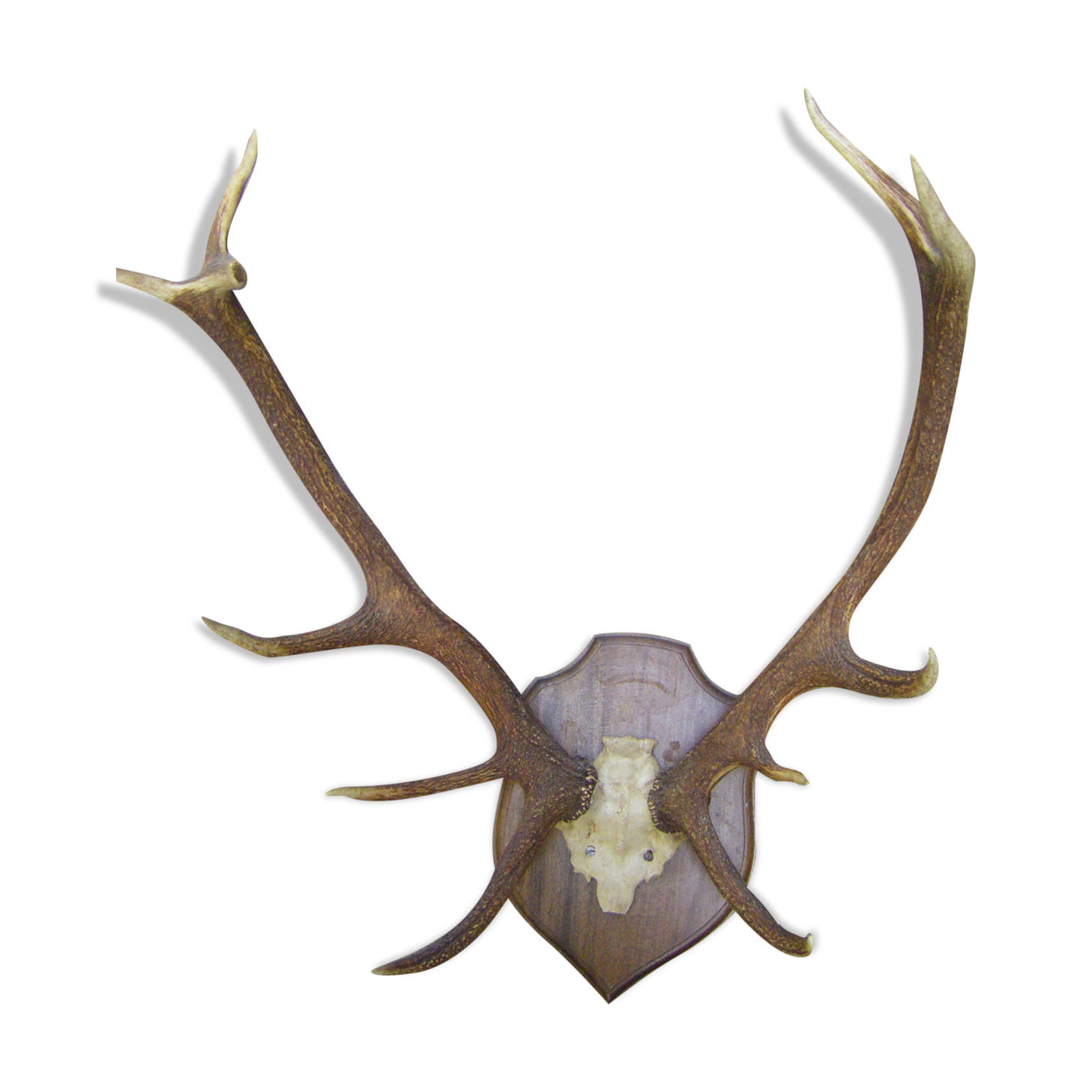 Bois de cerf