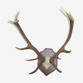 Deer antlers