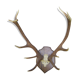 Bois de cerf