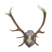 Bois de cerf