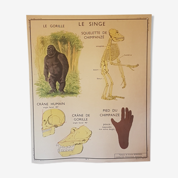 Affiche école singe et chat