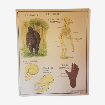 School monkey and cat poster