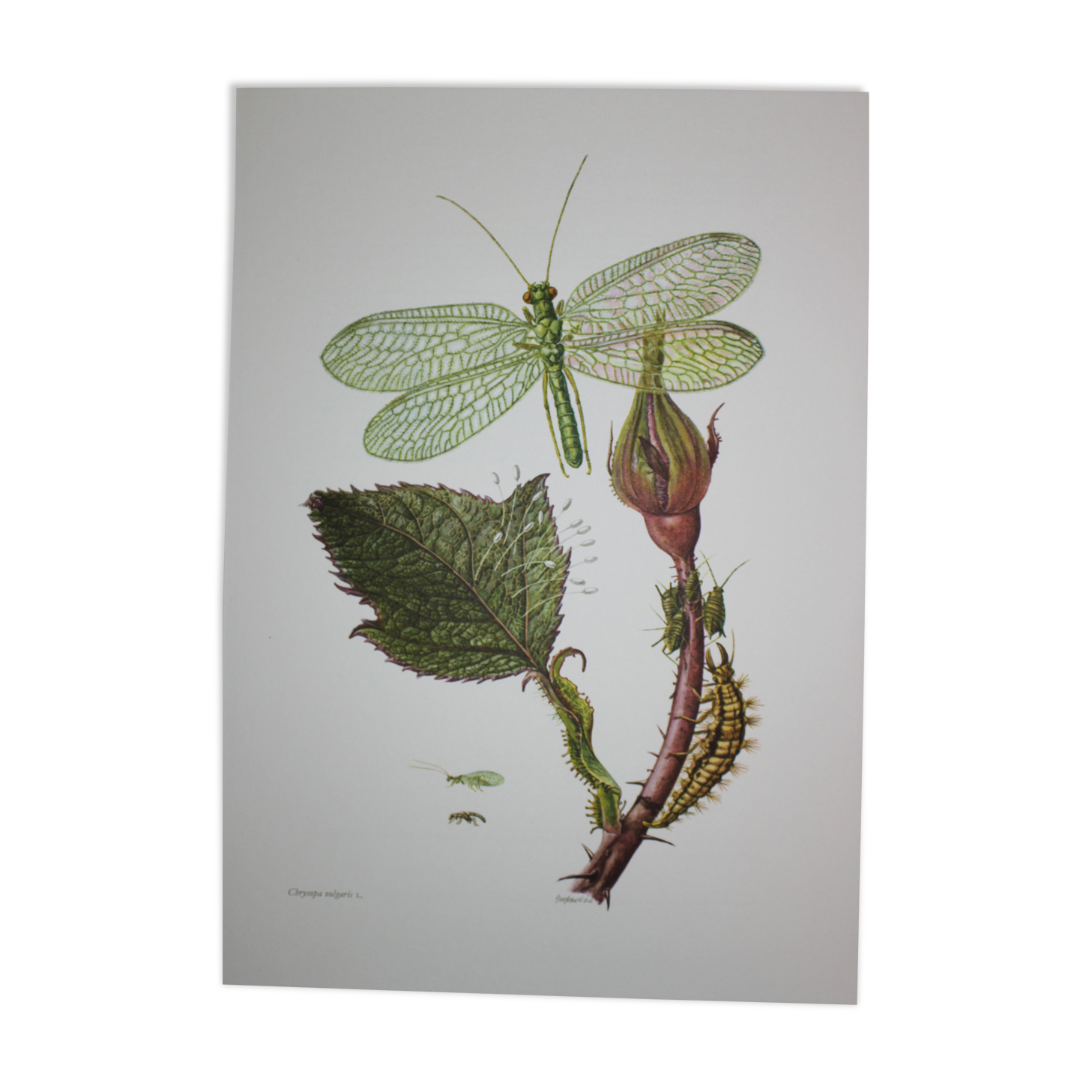 Lacewing| 1961 | Planipan insects| Original pedagogical board| Entomology