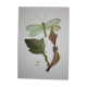Lacewing| 1961 | Planipan insects| Original pedagogical board| Entomology