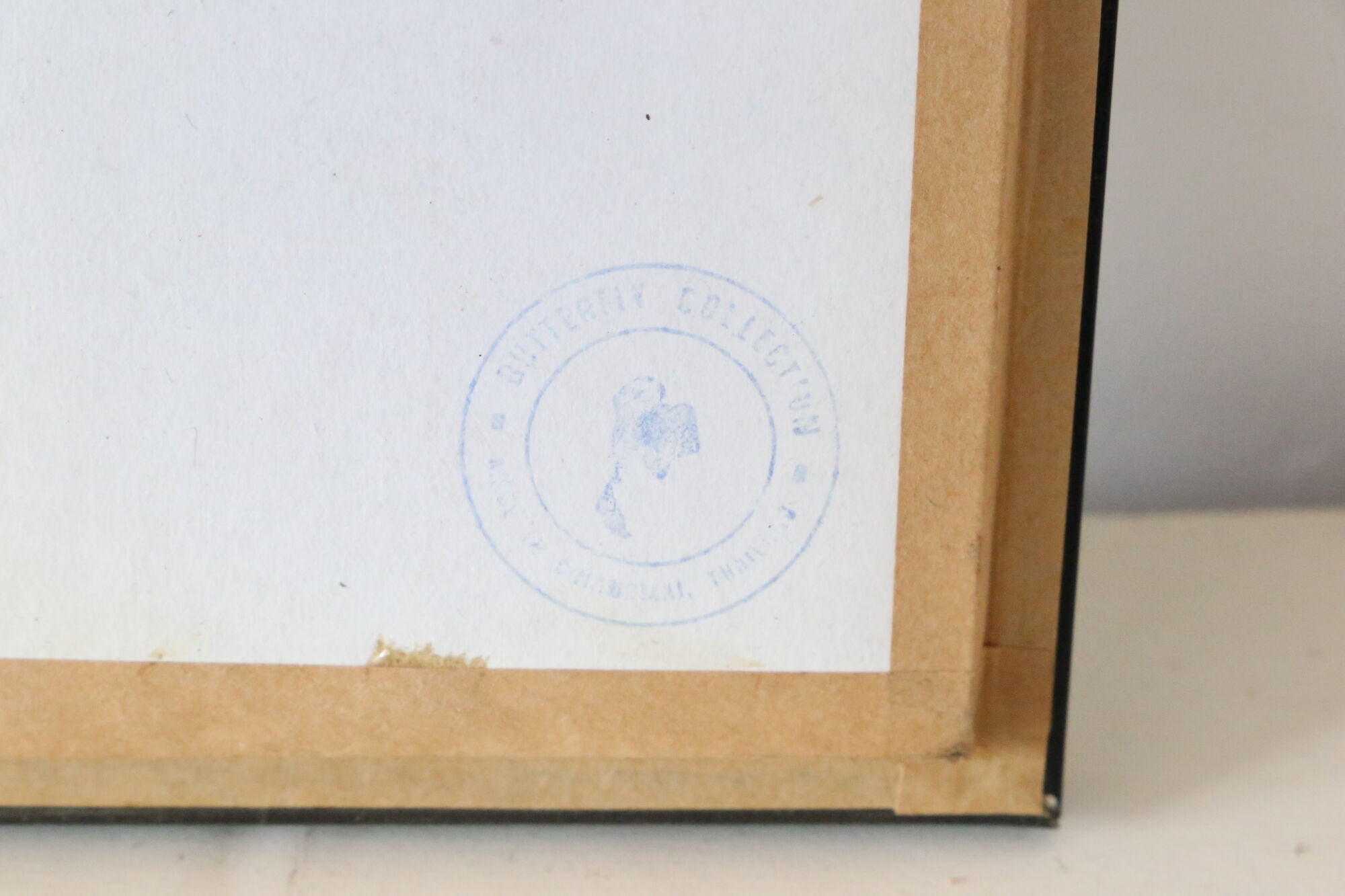 Naturalized butterfly frame