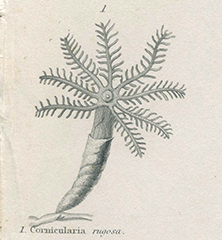 Engraving of marine life: nineteenth century coral