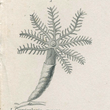 Engraving of marine life: nineteenth century coral