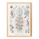 Poster about siphonophore plankton, based on an old lithograph