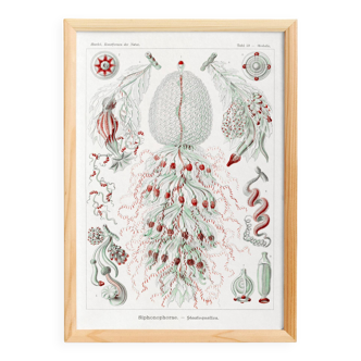 Poster about siphonophore plankton, based on an old lithograph