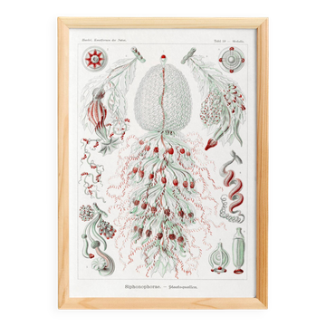 Affiche sur les planctons siphonophores, d’après une lithographie ancienne