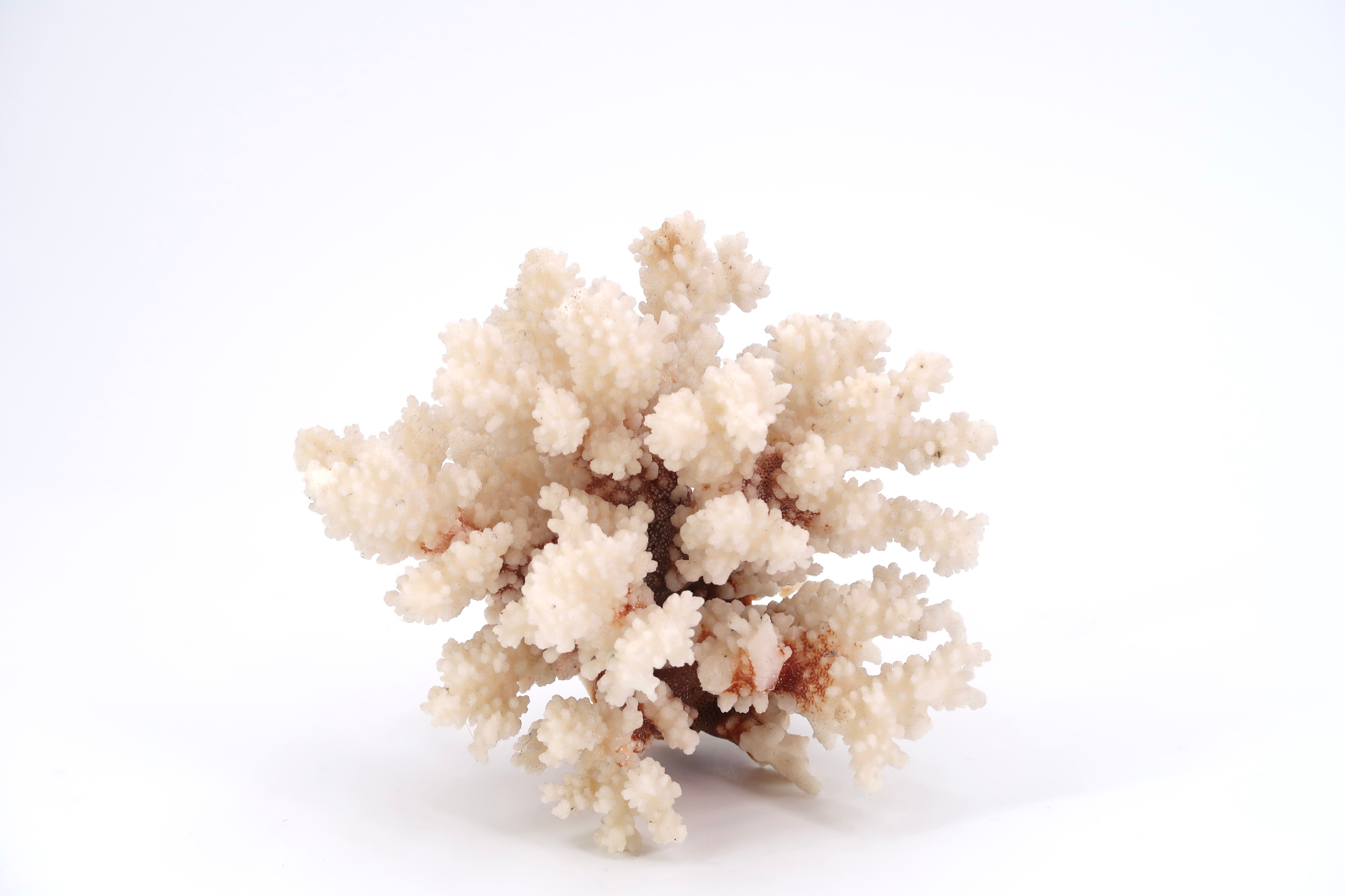 White coral, 70s