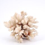White coral, 70s