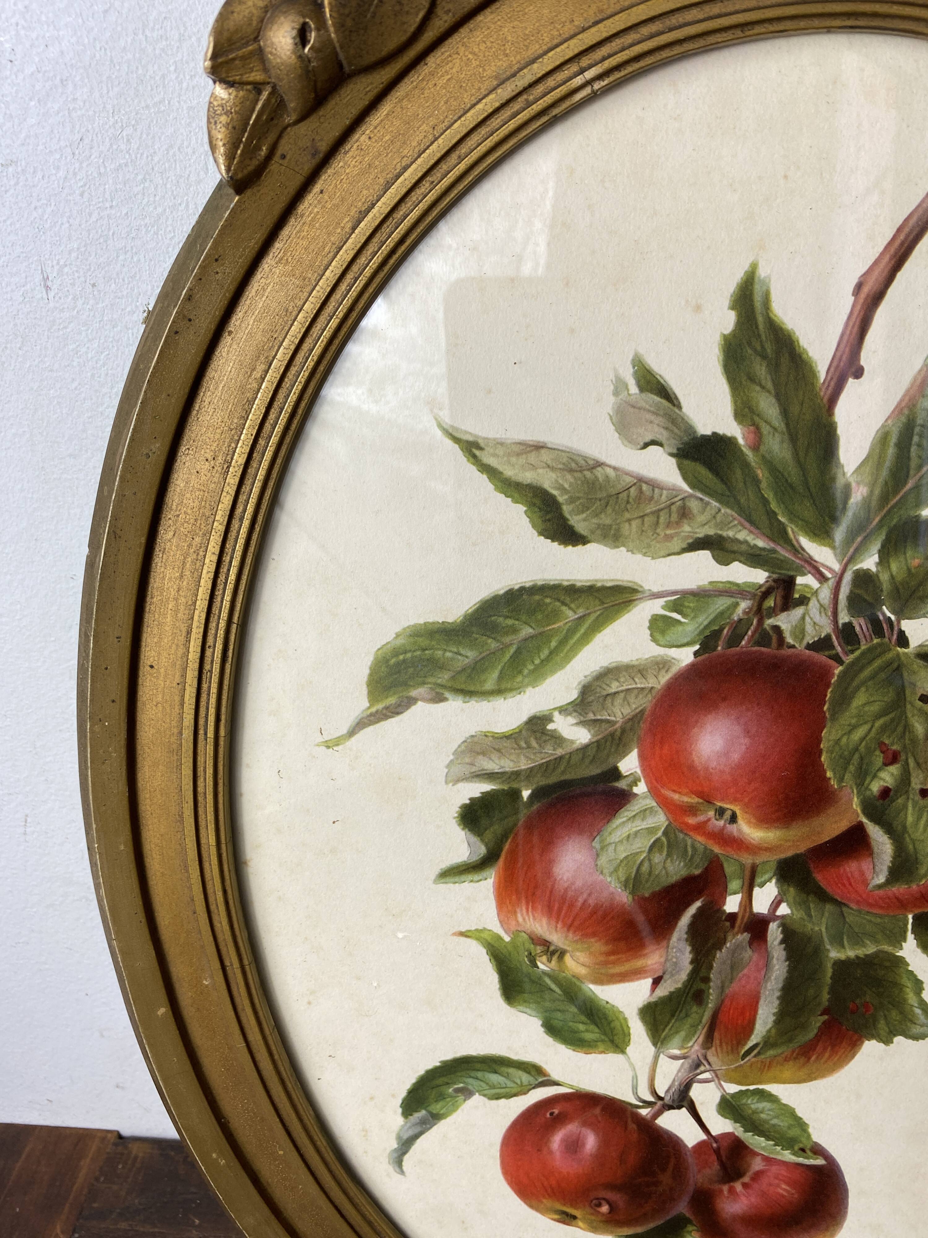 Affiche botanique Malus Communis encadrée