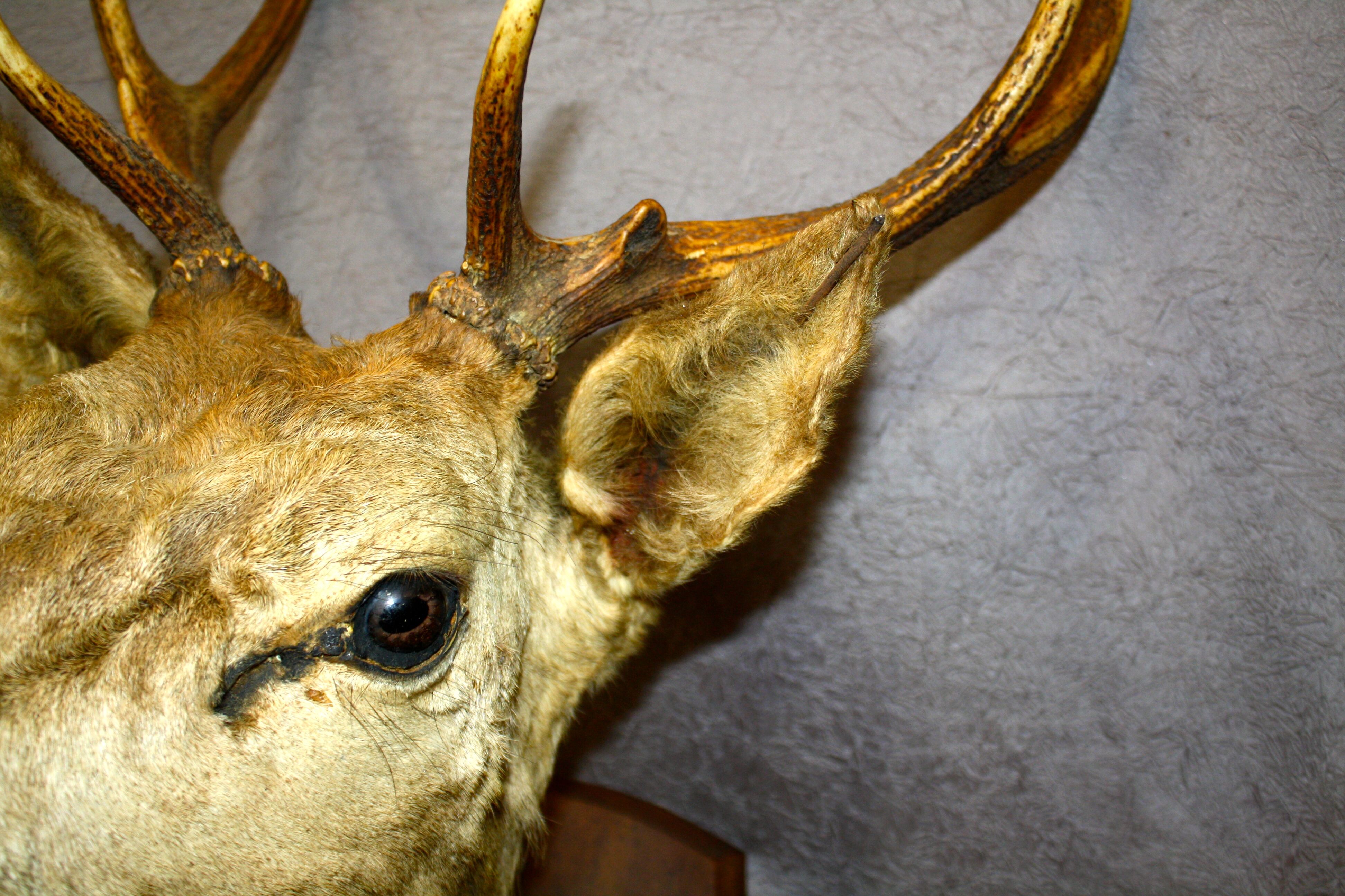 Deer head 10 horns