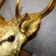 Deer head 10 horns