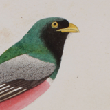 Lithography engraving vintage birds - Buffon 1850