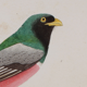 Lithographie gravure oiseaux vintage Buffon 1850