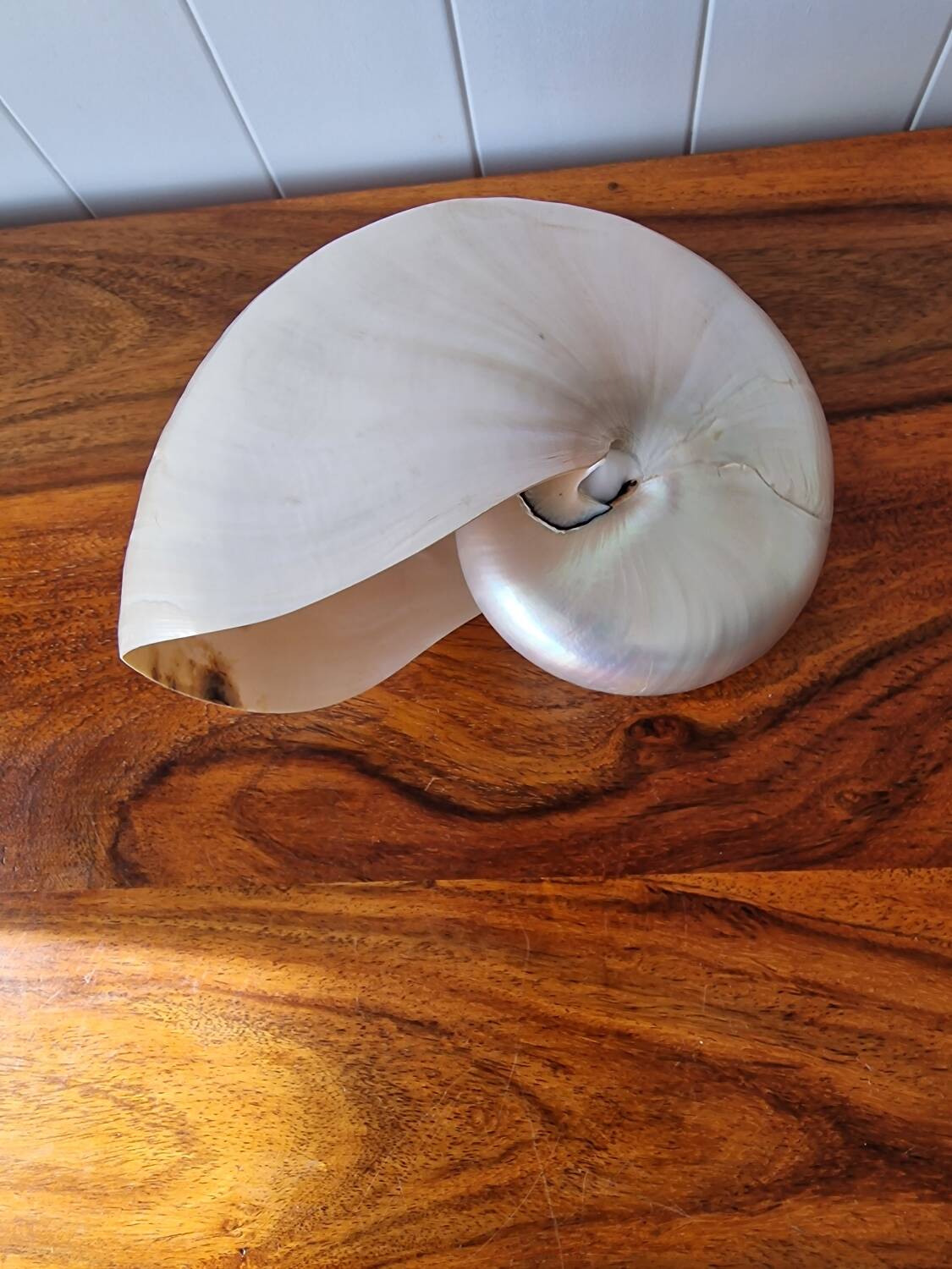 Nautilus Mother-of-pearl shell Nautilus