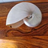 Nautilus Mother-of-pearl shell Nautilus