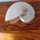 Nautilus Mother-of-pearl shell Nautilus