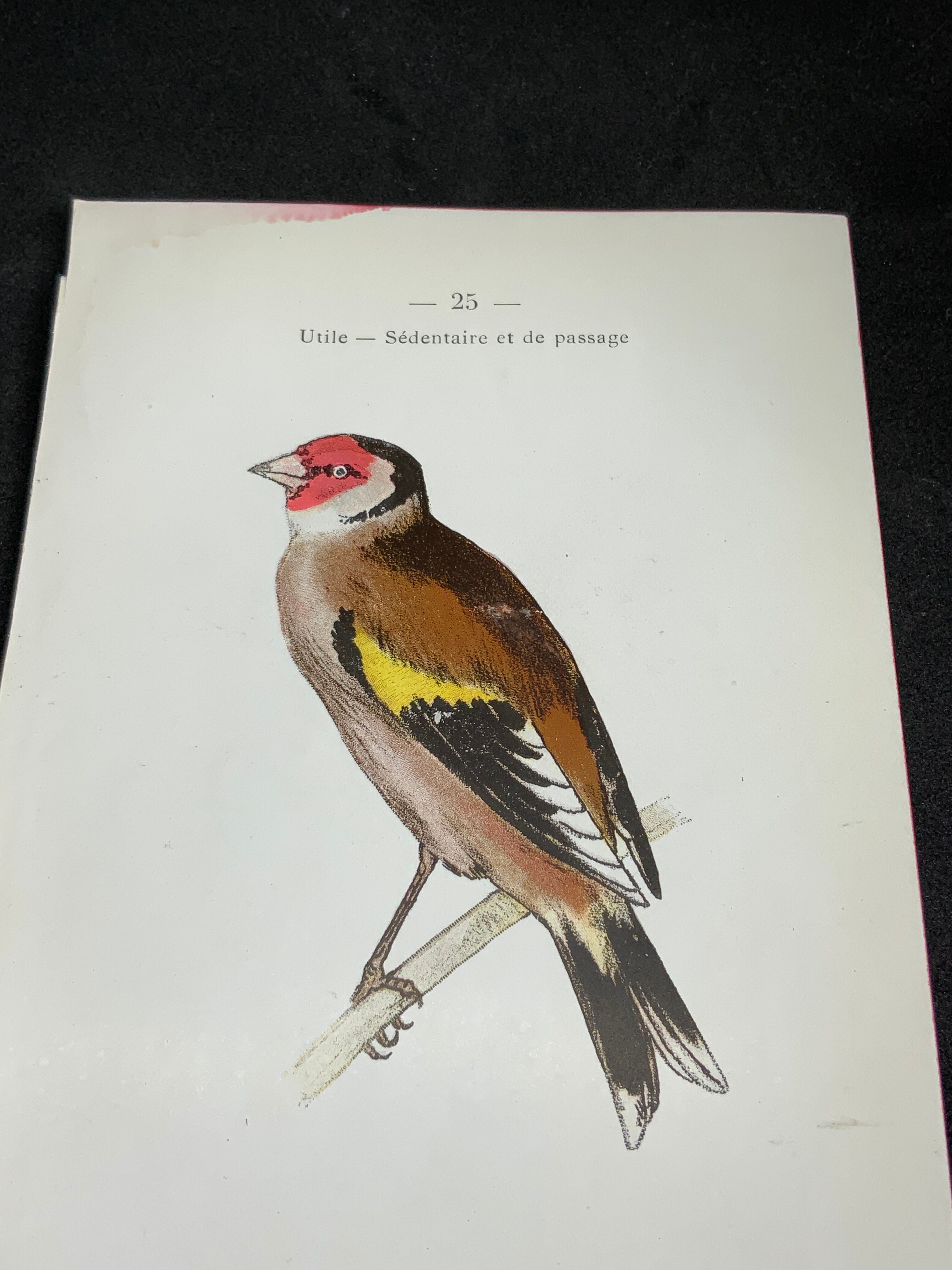 Naturalist plate old birds double-sided engraving work 1908 G. Denise