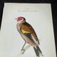 Planche naturaliste ancienne oiseaux gravure double face ouvrage 1908 G. Denise