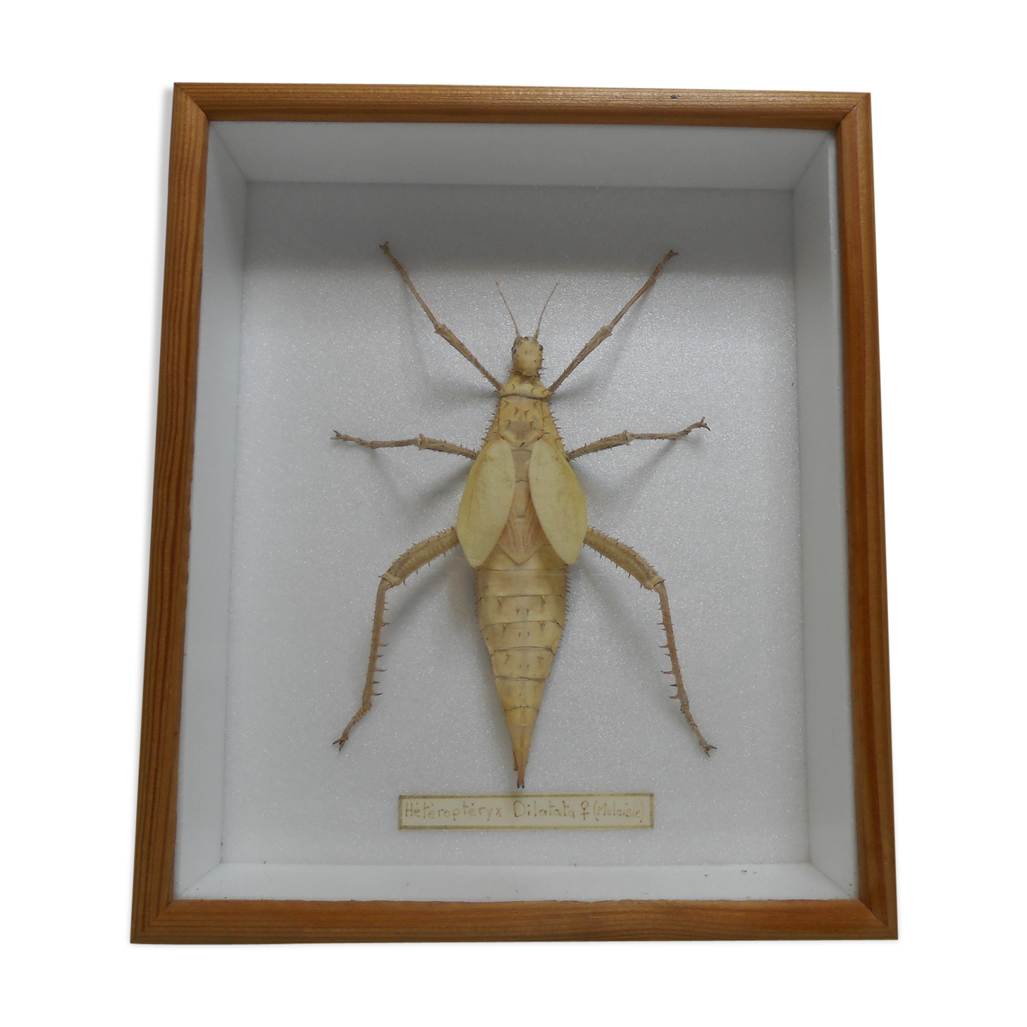 Male giant Grasshopper under glass