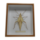 Male giant Grasshopper under glass