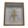 Male giant Grasshopper under glass