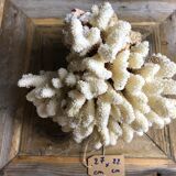 Coral cluster