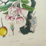 Antique engraving from 1839 - Apple tree and Pompadour - Hand-colored plate
