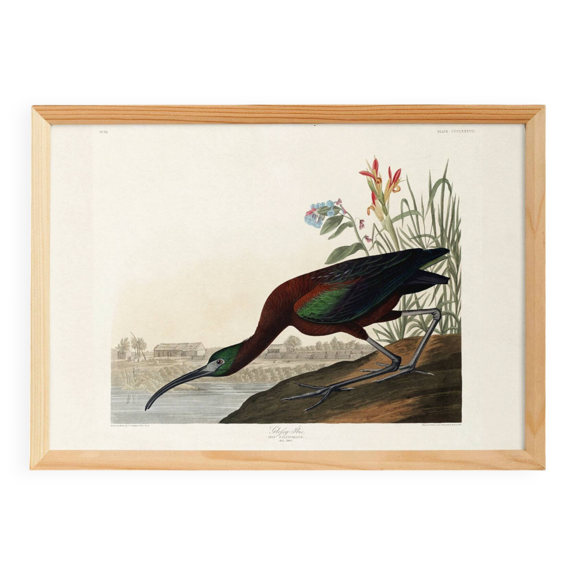 Poster about the shining ibis, after an old engraving from 1827.