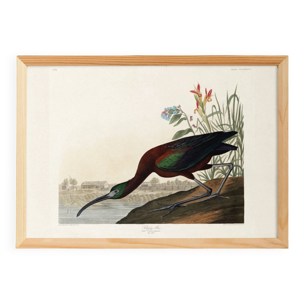 Affiche sur l’Ibis luisant, d’après une gravure ancienne de 1827.