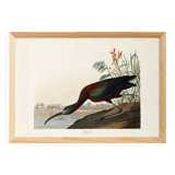 Poster about the shining ibis, after an old engraving from 1827.
