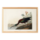 Poster about the shining ibis, after an old engraving from 1827.
