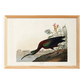 Affiche sur l’Ibis luisant, d’après une gravure ancienne de 1827.