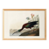Poster about the shining ibis, after an old engraving from 1827.
