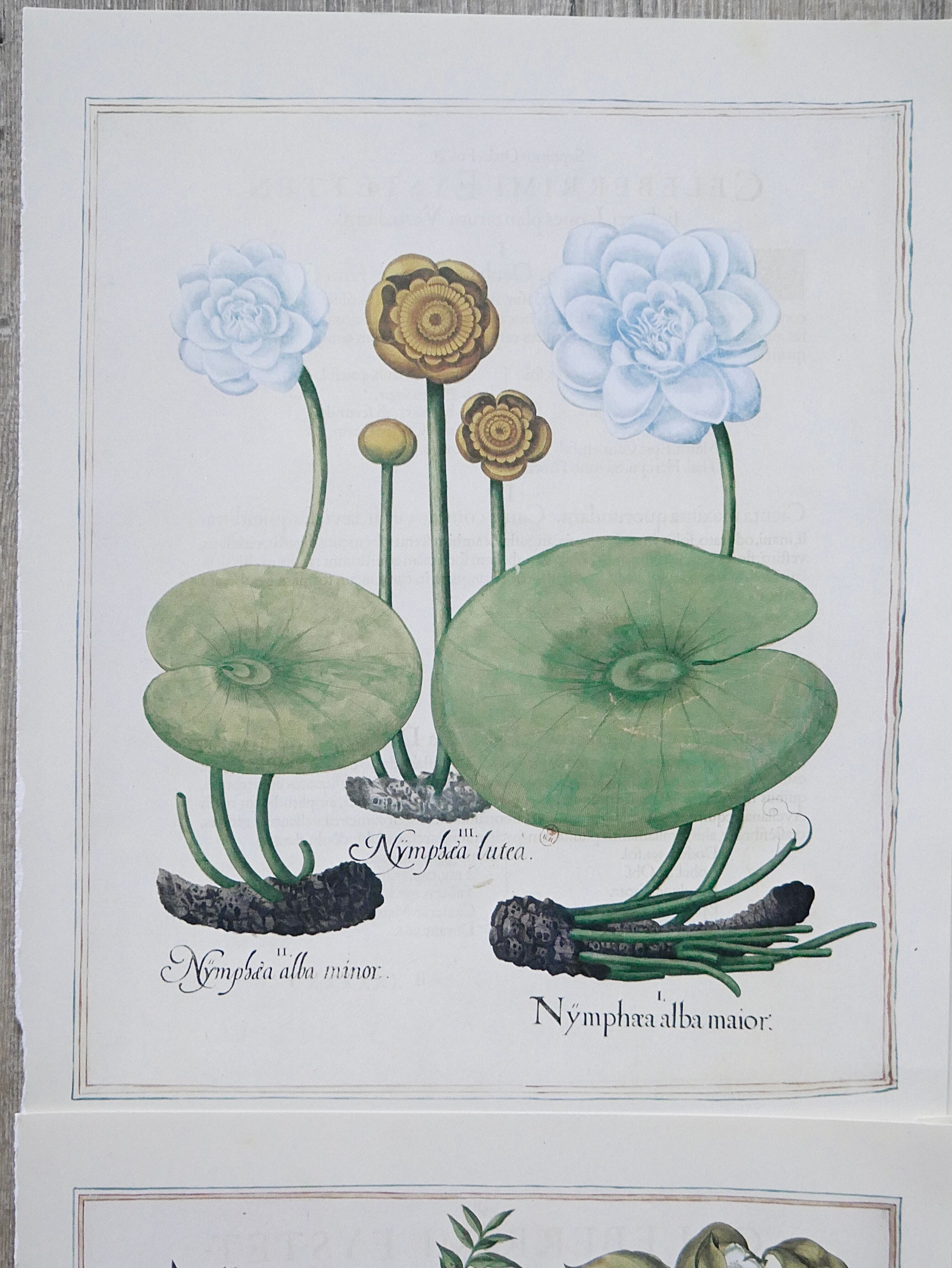 Lot 4 old herbarium boards