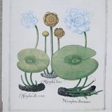 Lot 4 old herbarium boards