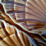 4 seashell plates Sarreguemines