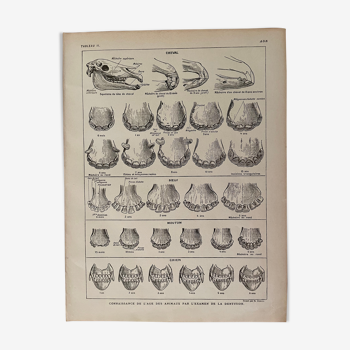 Lithographie sur les animaux de 1921 (analyse de dentition)