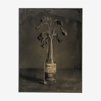 Photography Ambrotype Spring Corona Geng Valerius