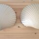 Pair of shell wall lights by Michèle Mahé, 1960s
