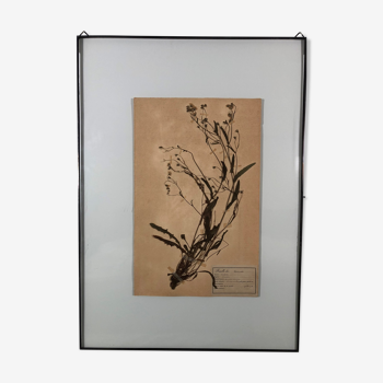 Old herbarium 1906 framed (Lapsana communis)