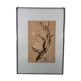 Old herbarium 1906 framed (Lapsana communis)